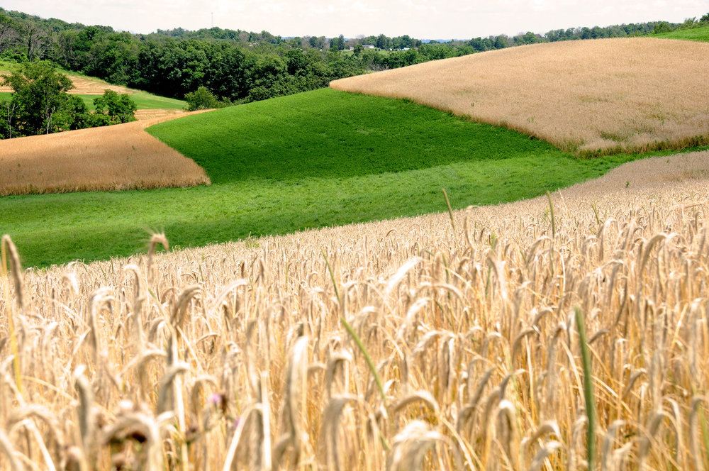 MELONE ADVERTISING  288.jpg